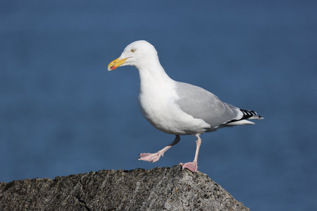 European herring gull (Larus argentatus) sitting on the rockの写真素材