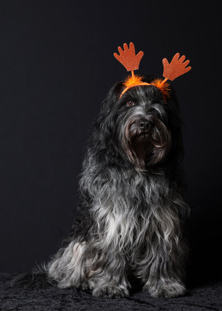 Schapendoes (Dutch Sheepdog) with orange hands on his head