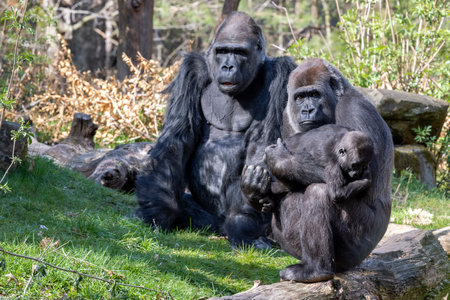 Close up shot of a western Lowland Gorillas familyの写真素材