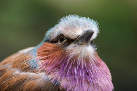 The lilac-breasted roller (Coracias caudatus), close up bird photoの写真素材