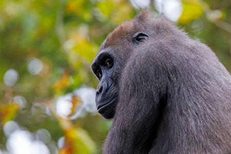 Western Lowland Gorilla looking at camera while sitting on tree in forestの写真素材