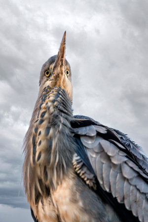 The gray heron against gray sky with clouds. Ardea cinereaの写真素材