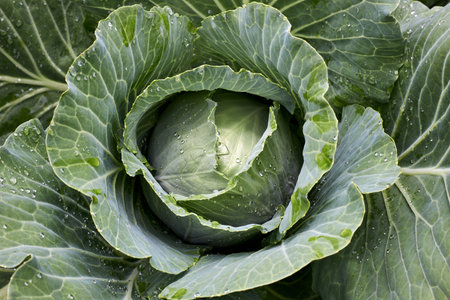 Fresh cabbage close-up. agriculture. Vegetarian organic product. top view.の写真素材
