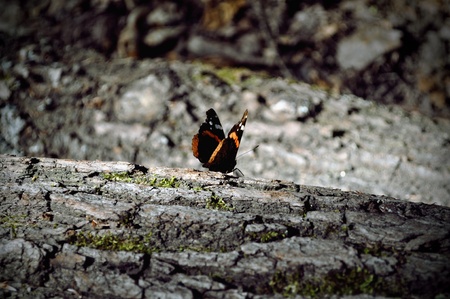 butterfly on a harsh forest ground in frontview darkerの写真素材
