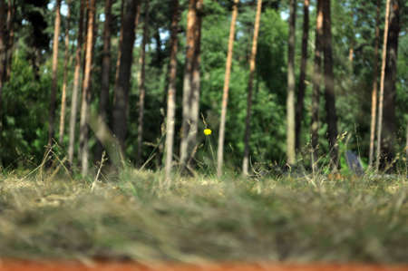 forest flower