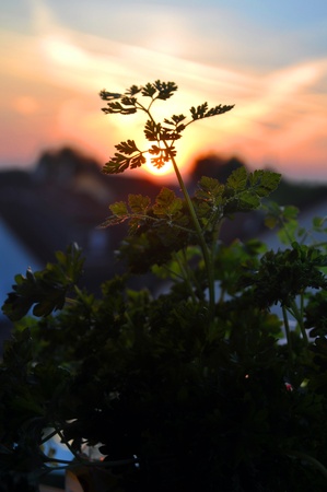 parsley on background of the city and the sunsetの写真素材