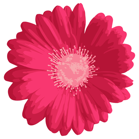Pink gerbera or daisy flower, isolated on white background. Floral ornament design. Hand drawn vector illustration.のイラスト素材