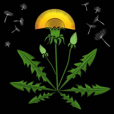 Embroidery dandelion flower. Floral artwork for clothing, patches and stickers. Decorative fancywork elements and fabric design print.のイラスト素材