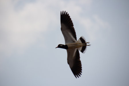 Northern lapwing (Vanellus vanellus) in flightの写真素材
