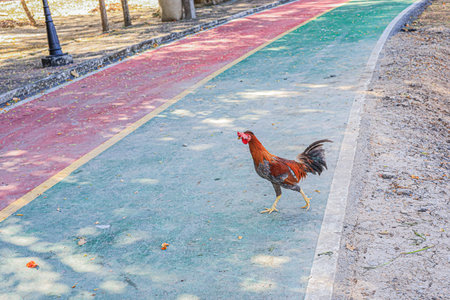 Rooster on the road in the park,Thailand,Asiaの写真素材