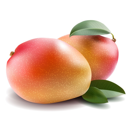 Mangoのイラスト素材