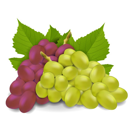 Grapes vectorのイラスト素材