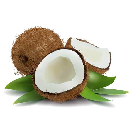 Coconut Illustration のイラスト素材