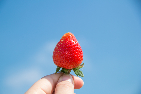 strawberryの写真素材