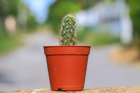 Miniature cactusin apot, place the out doors