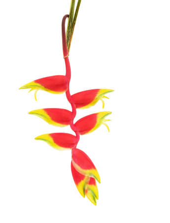 Heliconia bihai flower (Red palulu), Tropical flowers isolated on white background,の写真素材