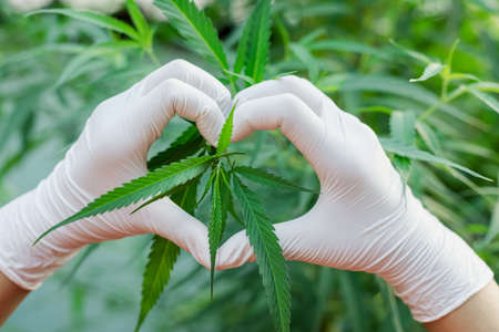 hand like heart shape on cannabis leaf.Indoors marijuana growing,