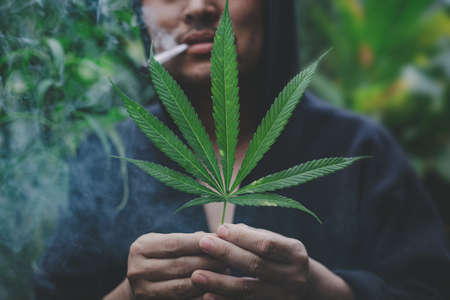 portrait of smile man holding cannabis leaves in his handの写真素材
