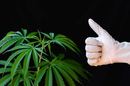 Hand holding a cannabis leaf on black background.Cultivation of Marijuana tree. Growing medical marijuana.の写真素材