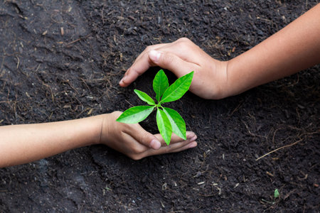Human hands are planting seedlings into the soil. children hands was gently encircled.の写真素材