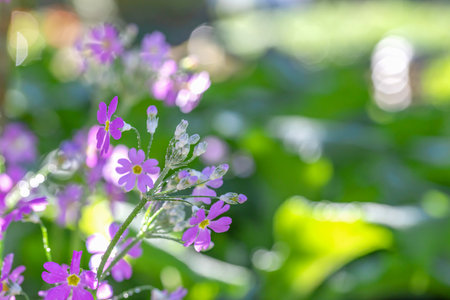 Beautiful wild flowers spring summer background. Landscape wide format, copy space, warm green colors.の写真素材