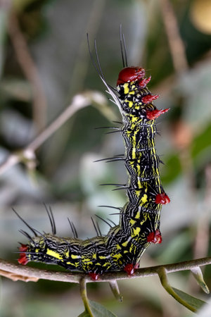 Monarch butterfly caterpillar green nature background