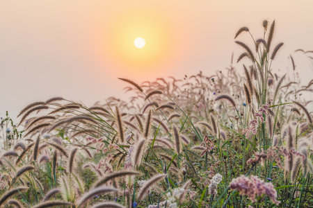 Stunning yellow meadow autumn sunrise with sunlight background. Happy new day concept:の写真素材