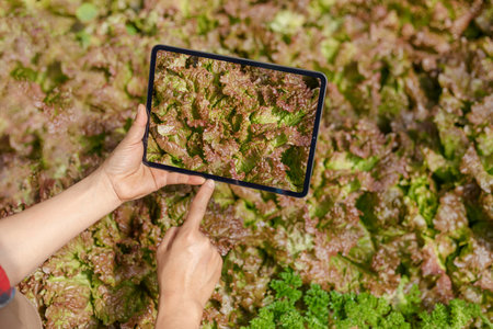Gardener hands using tablet take photos in fresh red lettuce farm. Smart agricultural farming...