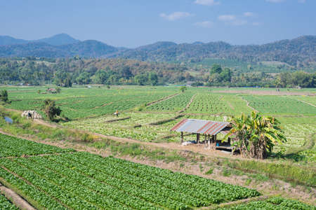 Brassica alboglabra field with mountain and blue sky background 