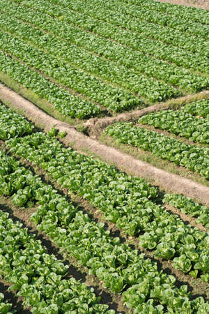 Brassica alboglabra field with mountain and sky background 