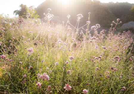 purple flowers are shined by sun