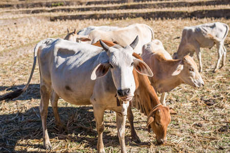 group of cows are grazing in dry meadow.の写真素材