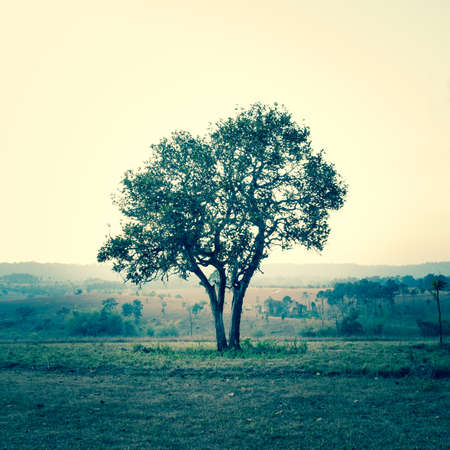 A single tree represent loneliness and sadnessの写真素材