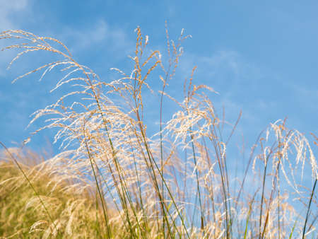 Old grass with blue sky on mountainの写真素材
