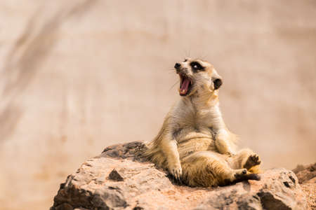 Meerkat is sitting.の写真素材