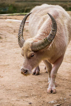 white buffalo is standing.