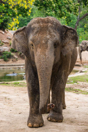 elephant in zoo.の写真素材