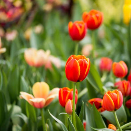 Tulips gardenの写真素材