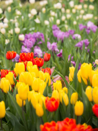 Tulips gardenの写真素材