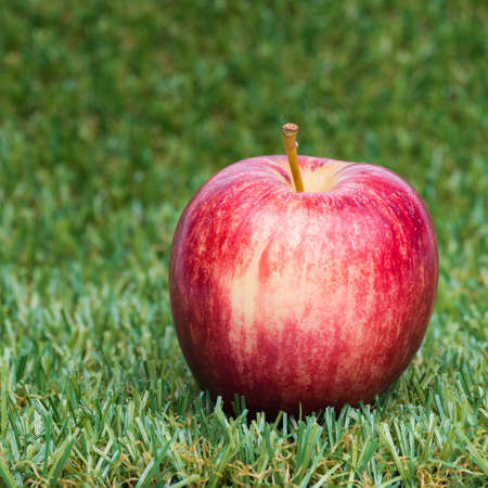 Apple on green grassの写真素材