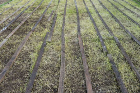 Grass with wood line.の写真素材