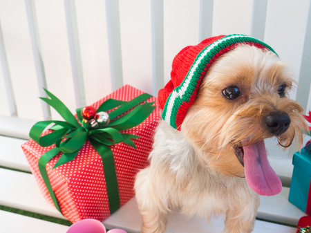 Small cute funny Yorkshire Terrier puppy dog in a Christmas in white wood table.の写真素材