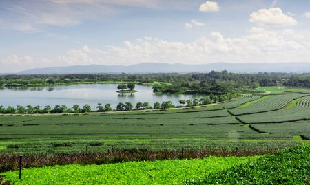 Panorama Green tea plantation landscape, Chiang Rai, Thailand.の写真素材