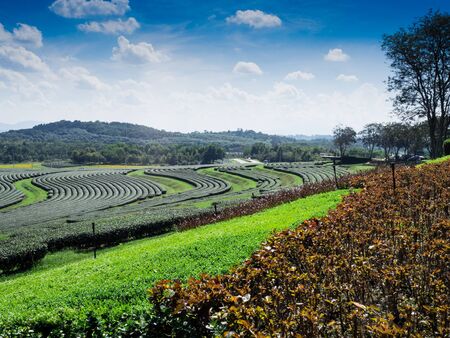 Panorama Green tea plantation landscape, Chiang Rai, Thailand.