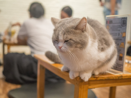 cat sit and looking for some thingの写真素材