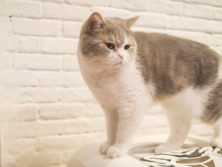 cat sit and looking for some thingの写真素材