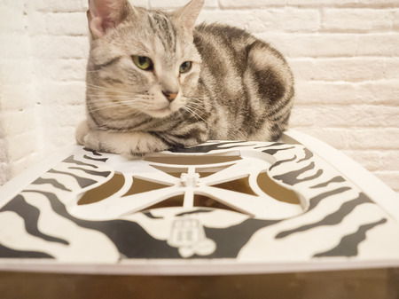 Cute American short hair cat sitting on a box.の写真素材