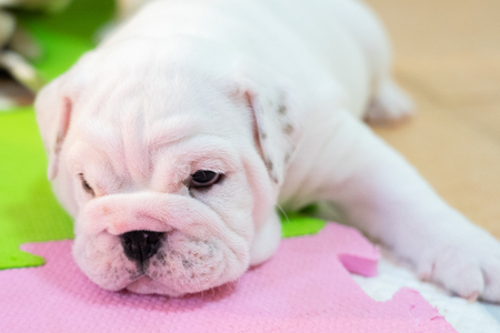 White American Bulldog on color floor. Beautiful and cute American Bulldog puppy. American bulldog sittingの写真素材