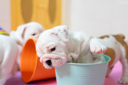 White American Bulldog on color floor. Beautiful and cute American Bulldog puppy. American bulldog sittingの写真素材