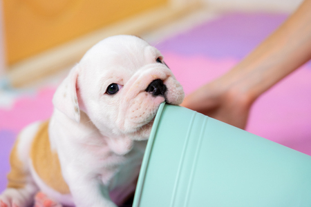 White American Bulldog on color floor. Beautiful and cute American Bulldog puppy. American bulldog sittingの写真素材